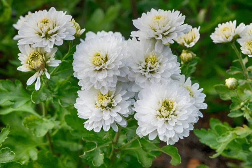 Annuals Ornamental Plants